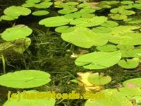 /home//u458753944/public_html/sourcegallery///////////////////////Frogs/More bullfrogs/DSCN5472.JPG